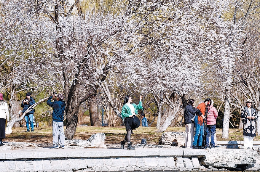 玉淵潭公園下周三將開啟第六屆春季花卉聯展，圖為沿湖岸線山桃花綻放。