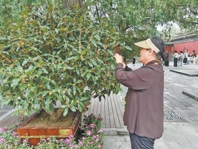 頤和園精品桂花引遊人觀賞。