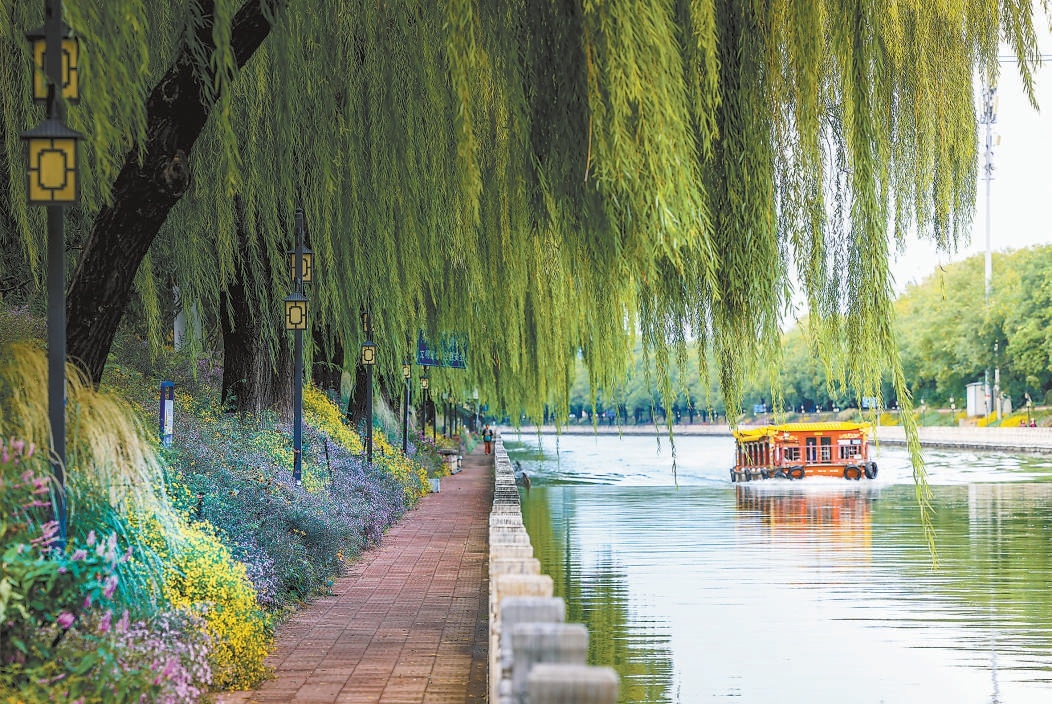 色彩斑斕的紫菀花海，開滿昆玉河兩岸，紫菀與遊船、垂柳、流水、藍天、白雲相映成趣。