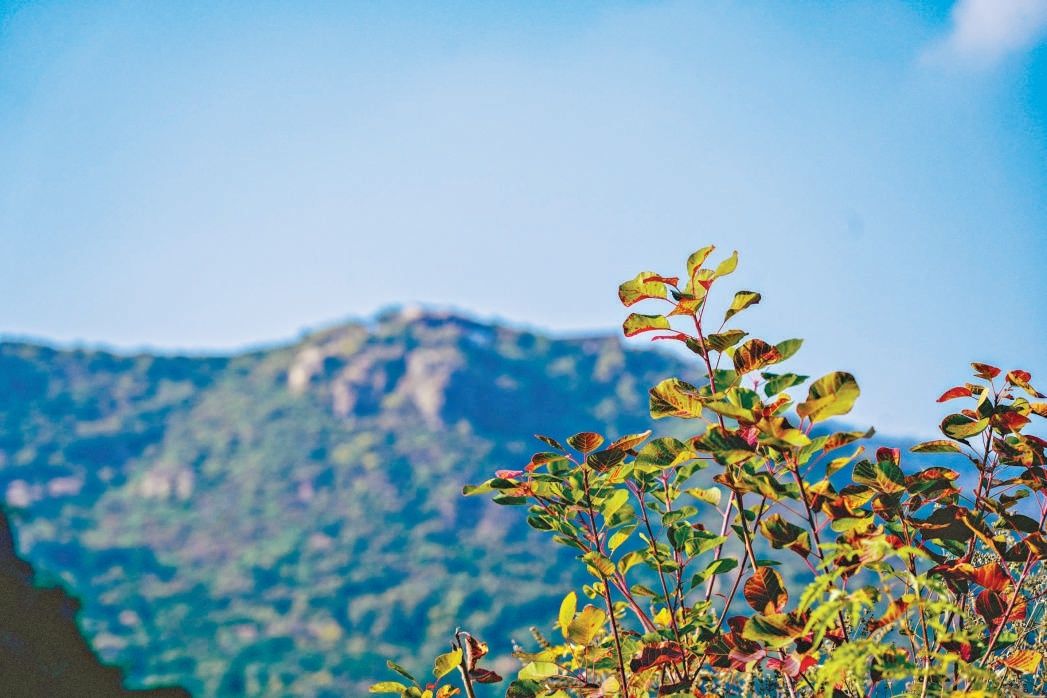 目前香山公園紅葉平均變色指數約5%。