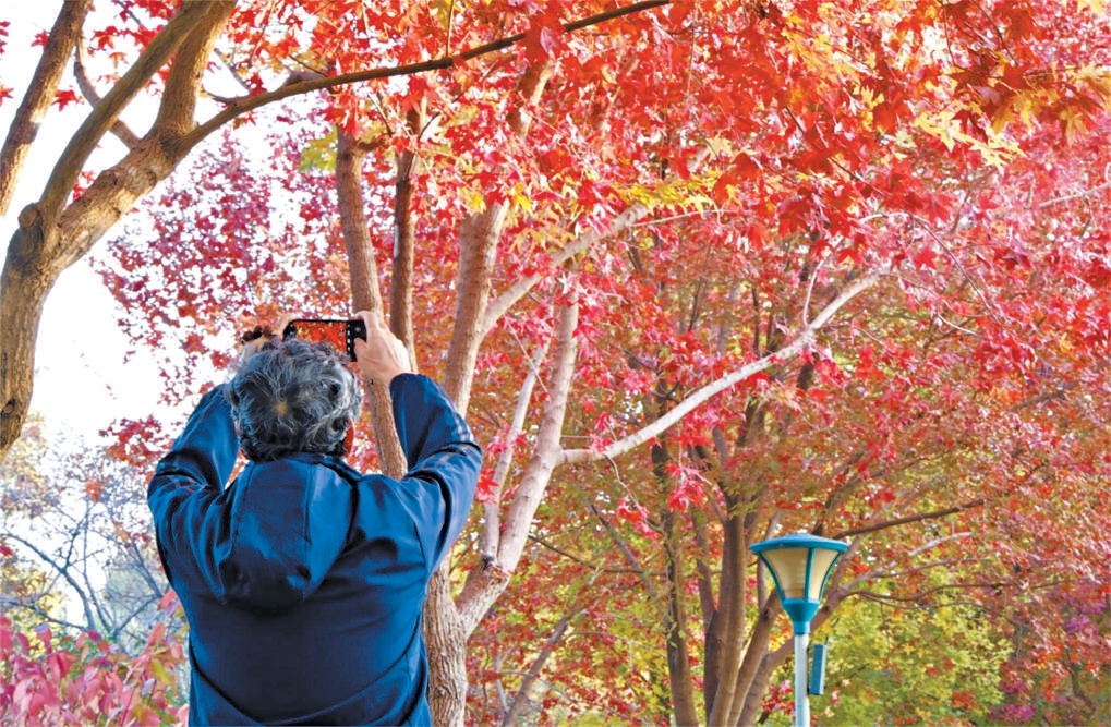 秋光裏，遊客用手機拍下玉淵潭絢爛一刻。
