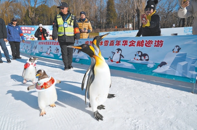 巡遊企鵝成為陶然亭冰雪嘉年華上的“明星”。 巡遊企鵝成為陶然亭冰雪嘉年華上的“明星”。