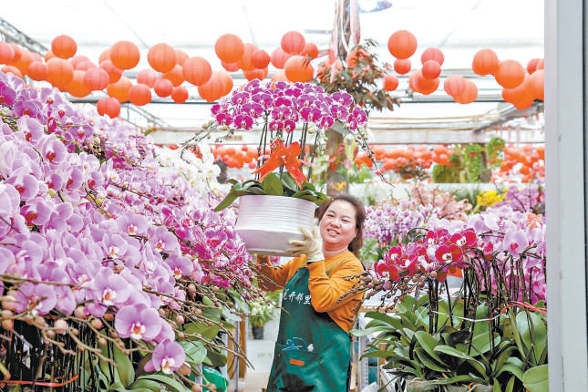 全國十大產區年宵花進京