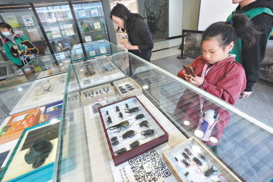 小觀眾記錄中國農業大學昆蟲博物館展品。 小觀眾記錄中國農業大學昆蟲博物館展品。