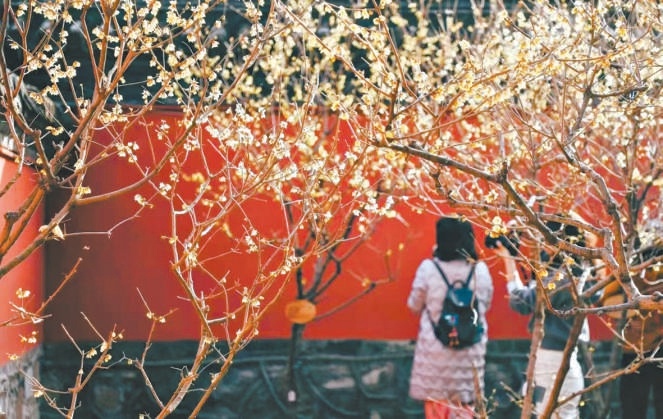 國家植物園蠟梅處於盛花期，吸引了眾多市民遊客。