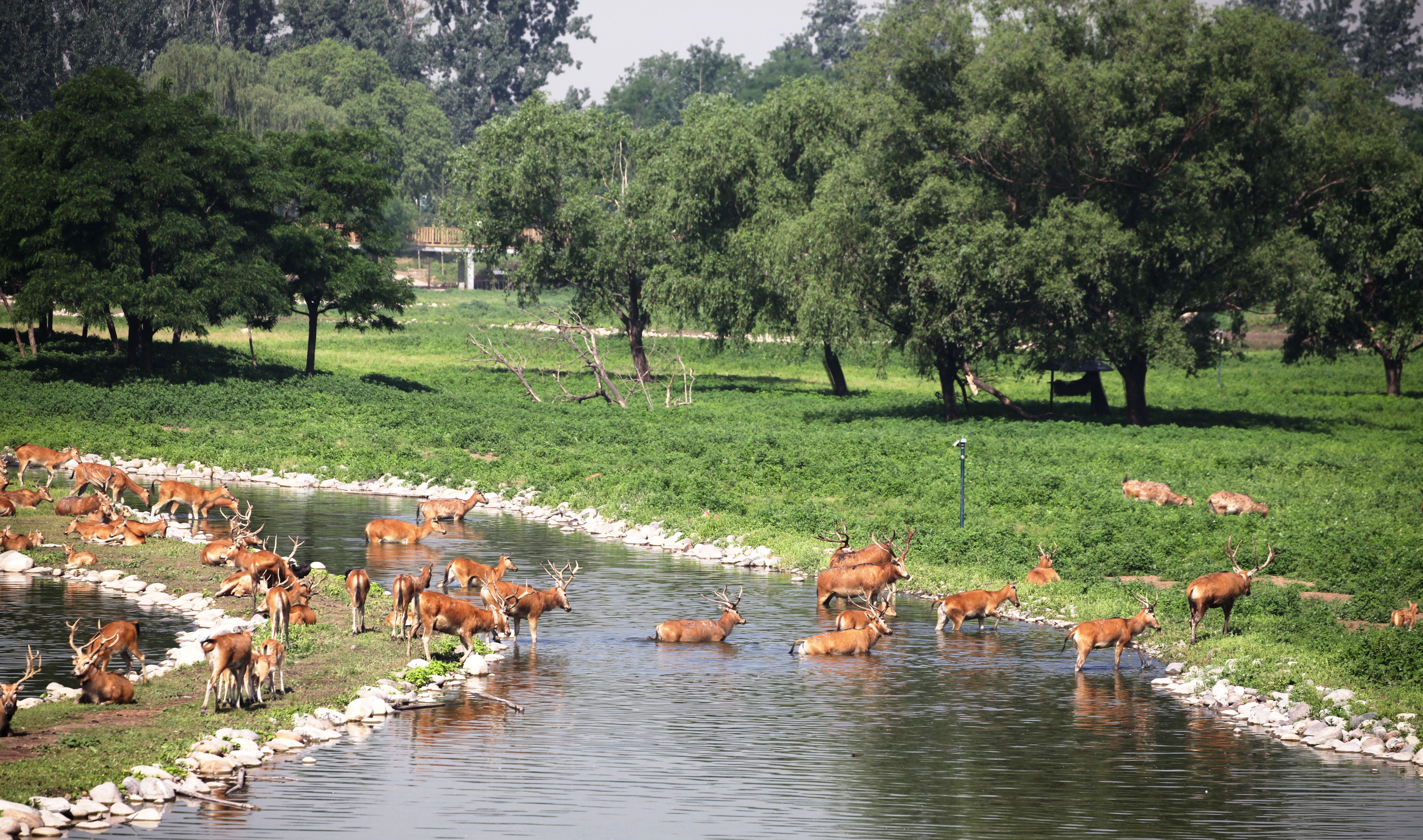 北京南海子麋鹿苑博物館