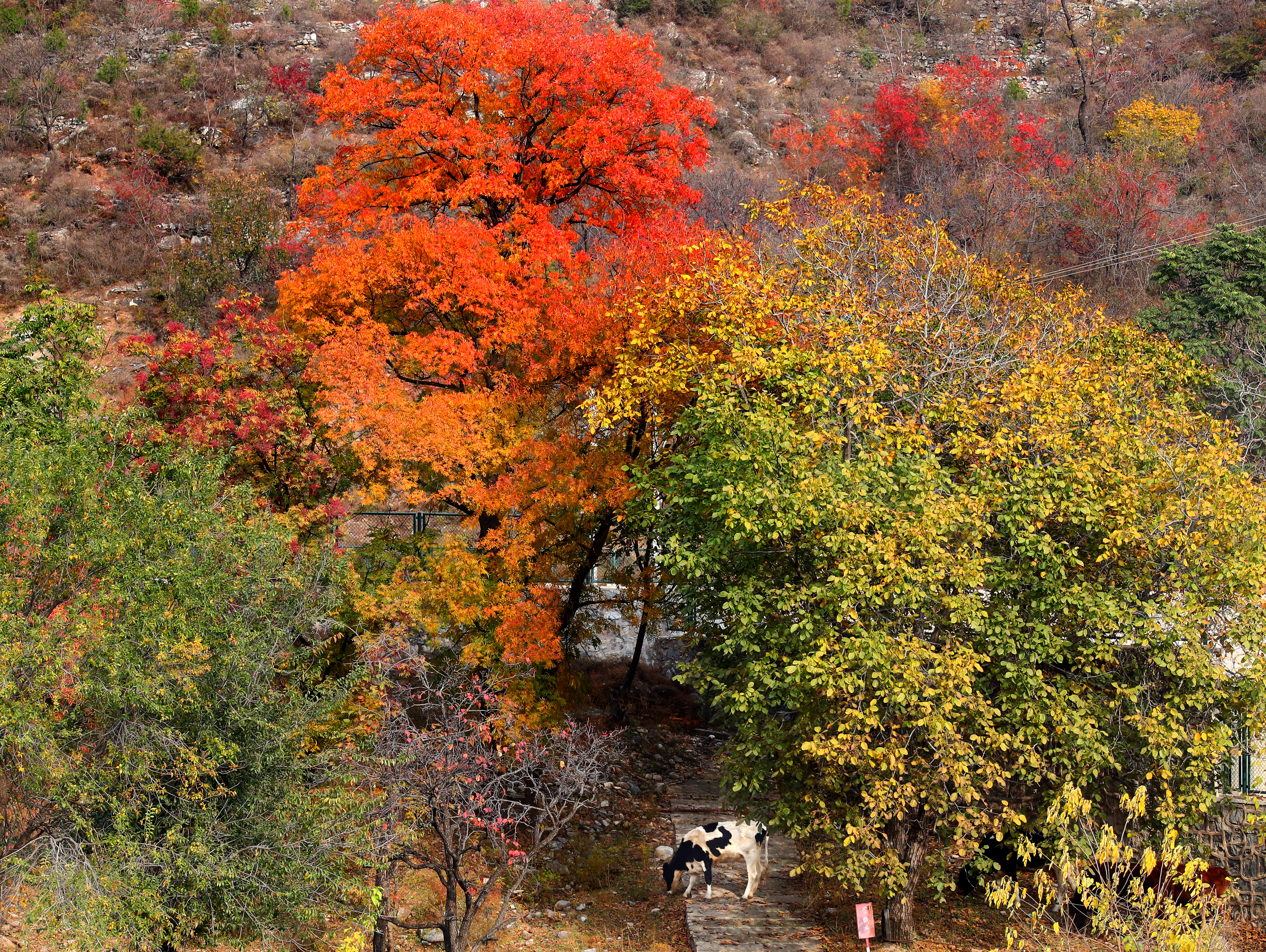 上方山國家森林公園