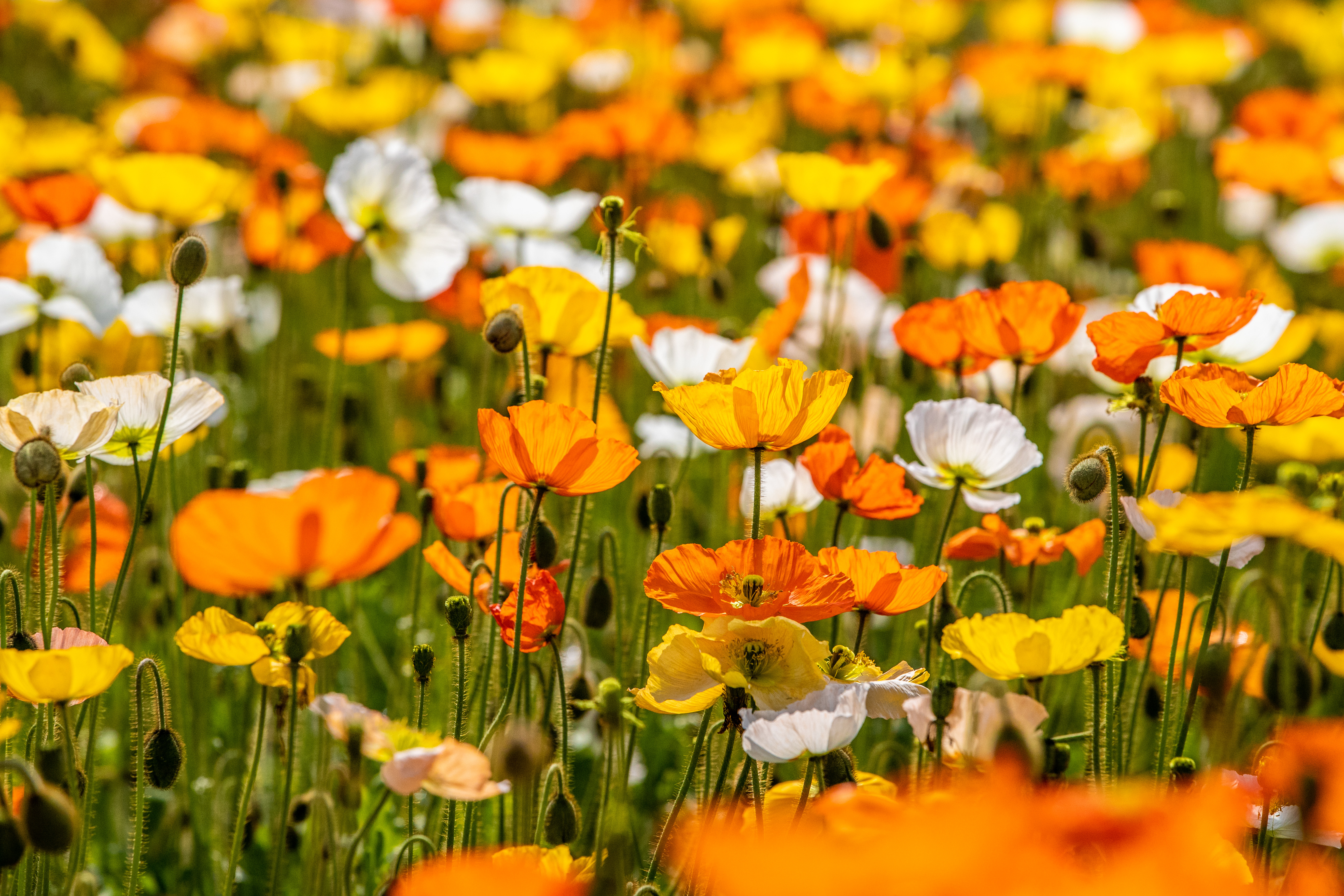 紫穀伊甸園 紫穀伊甸園