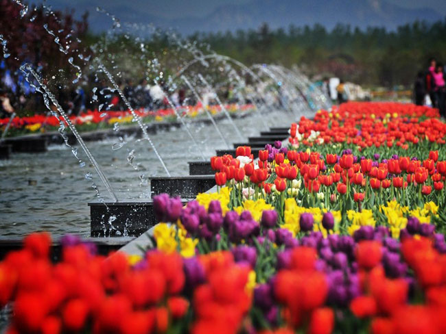 北京國際鮮花港