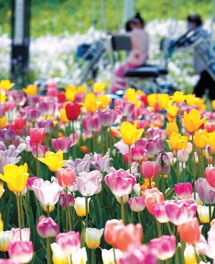 北京世界花卉大觀園 北京世界花卉大觀園