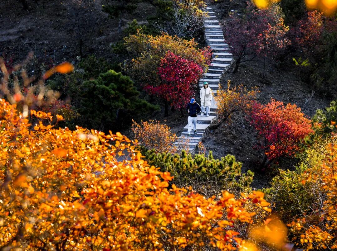 初秋→深秋,昌平這7條賞秋線路必衝 初秋→深秋,昌平這7條賞秋線路必衝