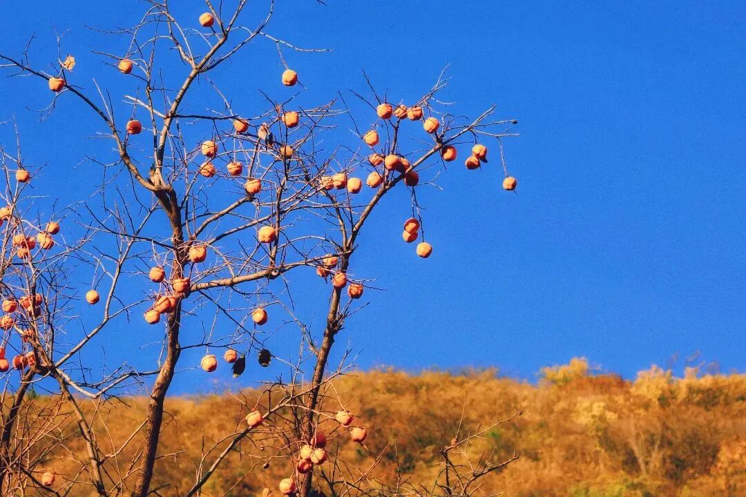 初秋→深秋,昌平這7條賞秋線路必衝 初秋→深秋,昌平這7條賞秋線路必衝