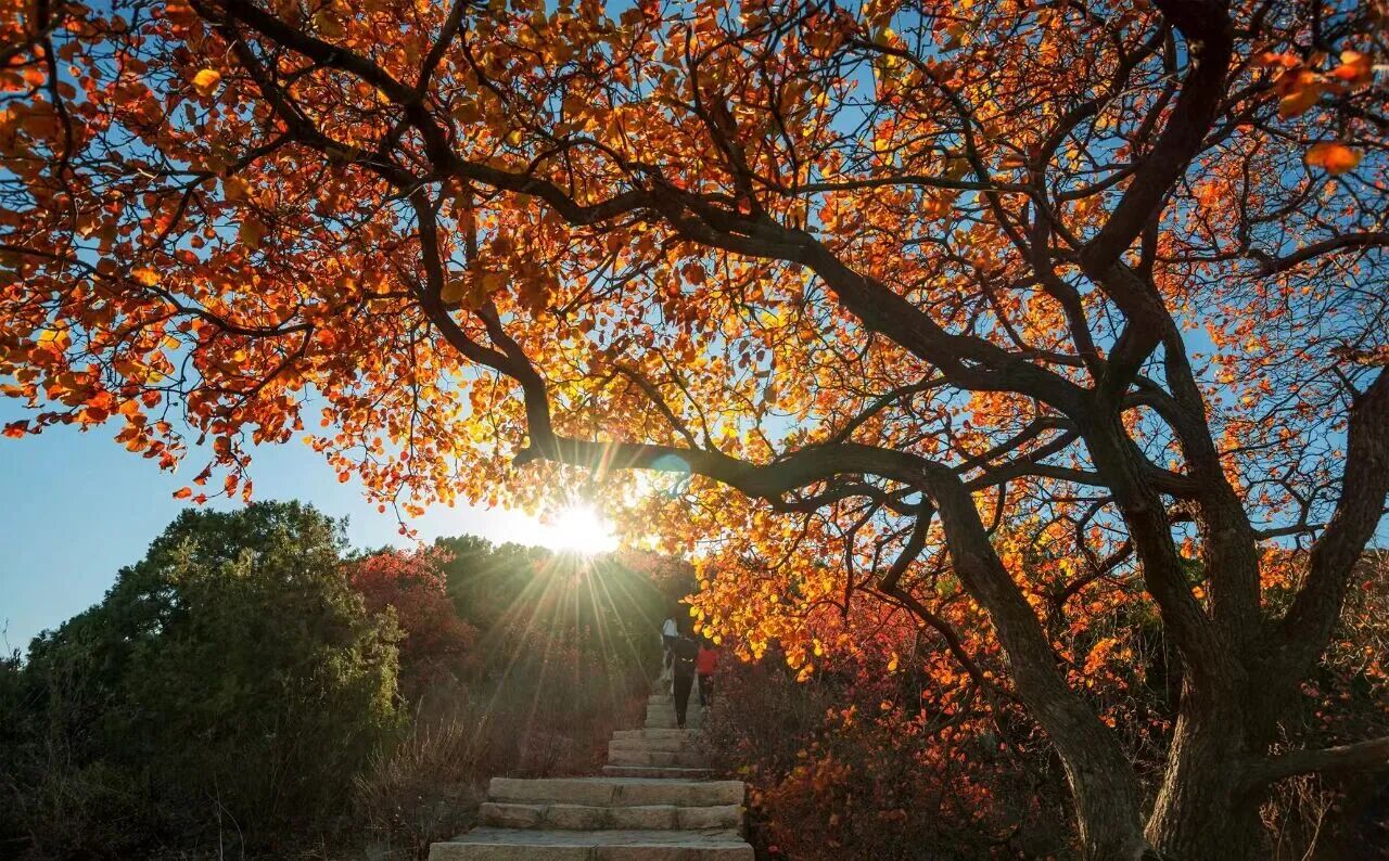 秋日宜登高 寶藏登山賞秋路線推薦