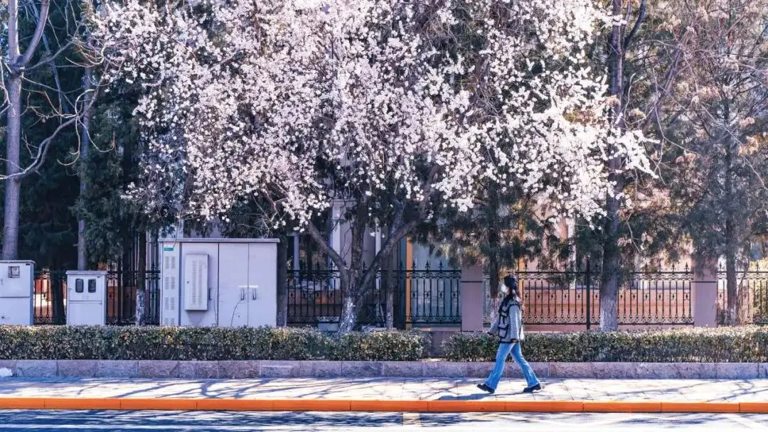 四條密雲春日賞花線路