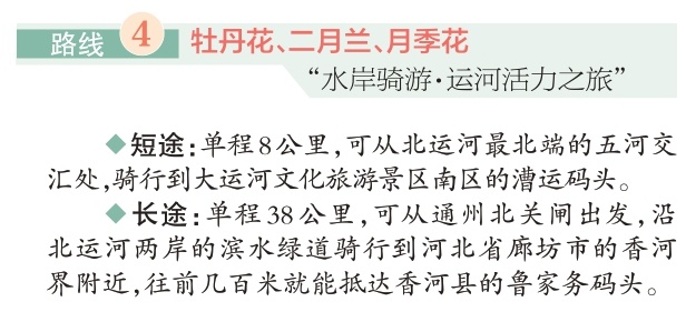 四條“賞花+”特色路線遊遍副中心