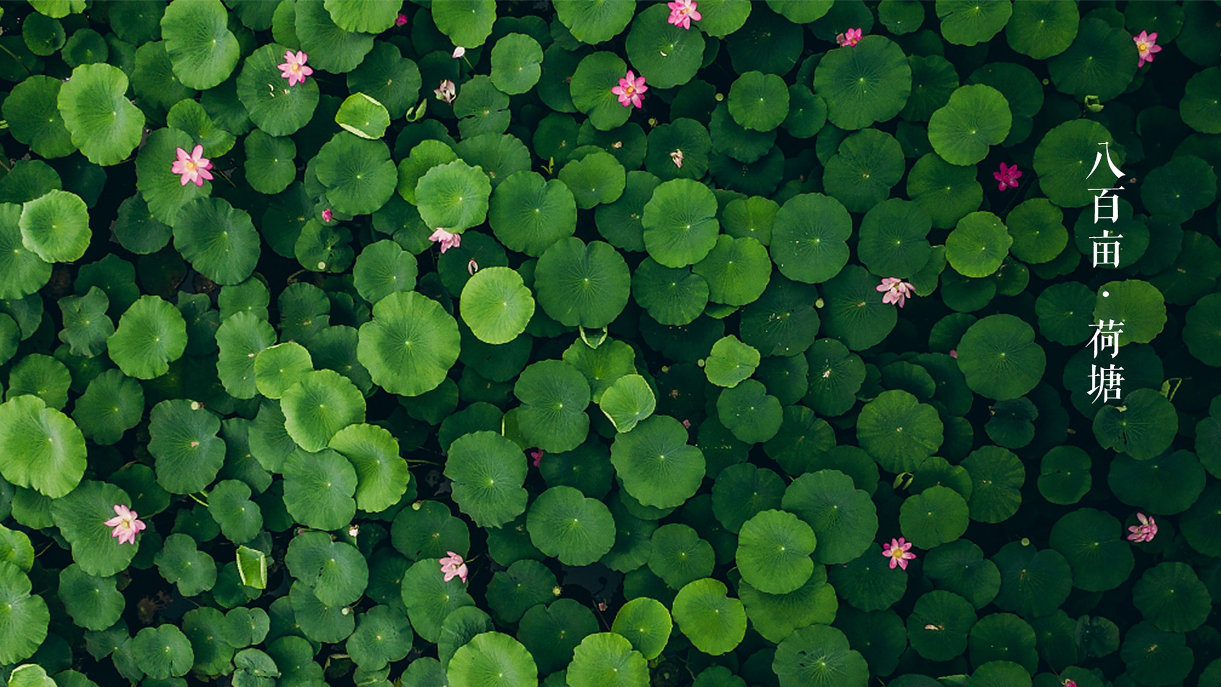 線路四野鴨湖八百畝荷塘 線路四野鴨湖八百畝荷塘