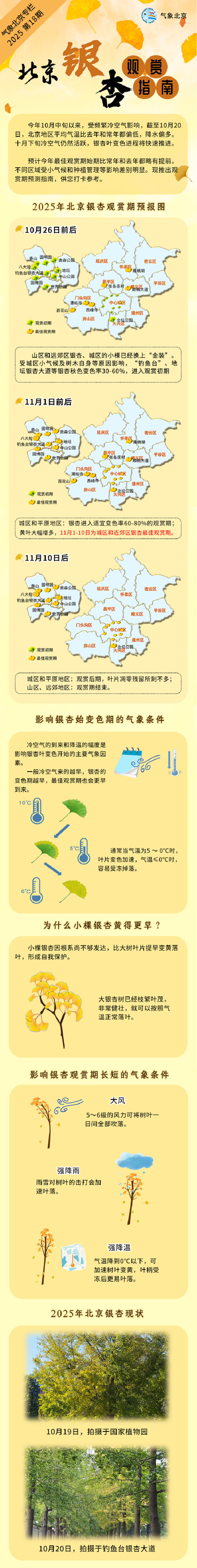 2025年北京銀杏觀賞指南