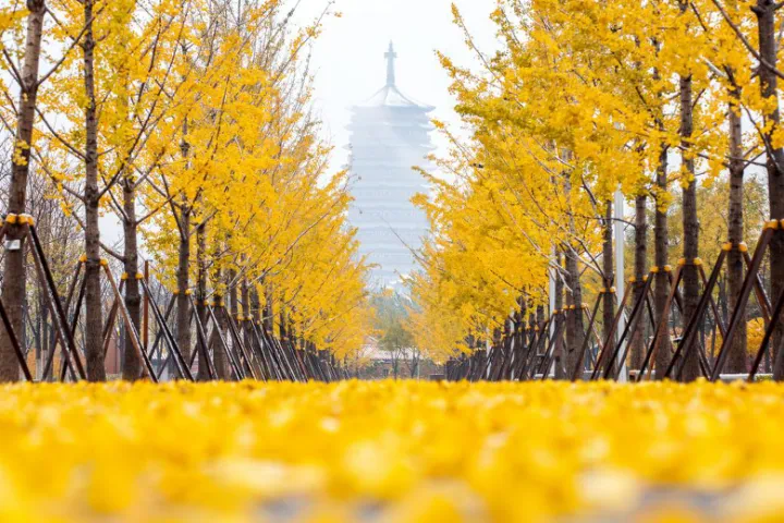 秋景“天花板” 北京這些銀杏大道即將迎來最佳觀賞期