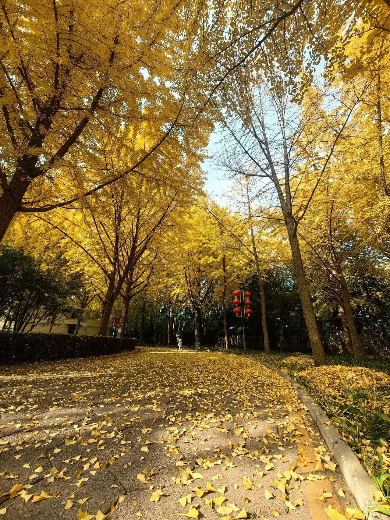 秋景“天花板” 北京這些銀杏大道即將迎來最佳觀賞期