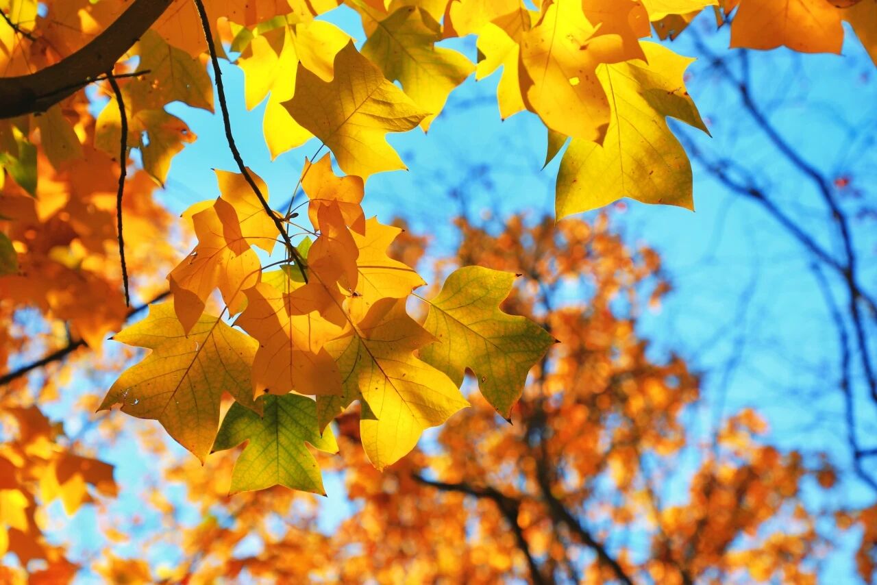國家植物園進入彩葉最佳觀賞期