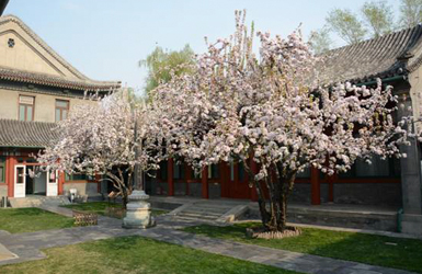宋慶齡故居西府海棠