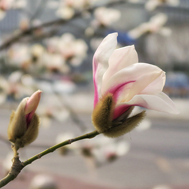 京城開啟繽紛爛漫賞花季