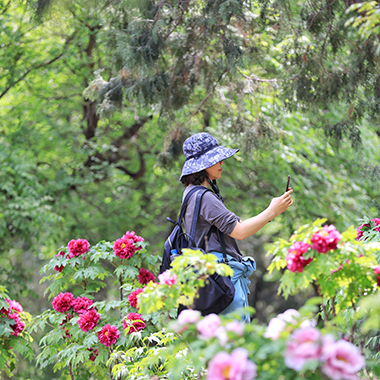 西山森林公園牡丹花開