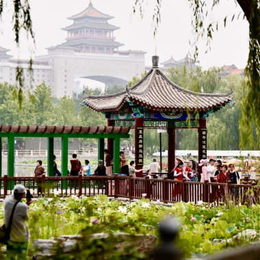 蓮花池公園荷花盛開