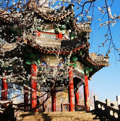 頤和園山桃滿園春色滿園