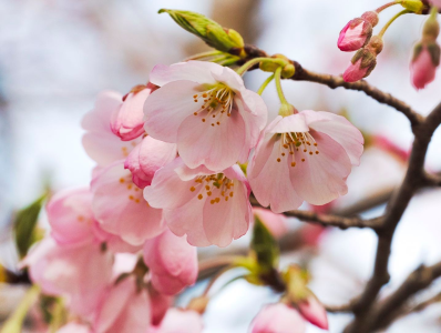 四月櫻花爛漫時