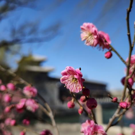 北海公園春色怡人