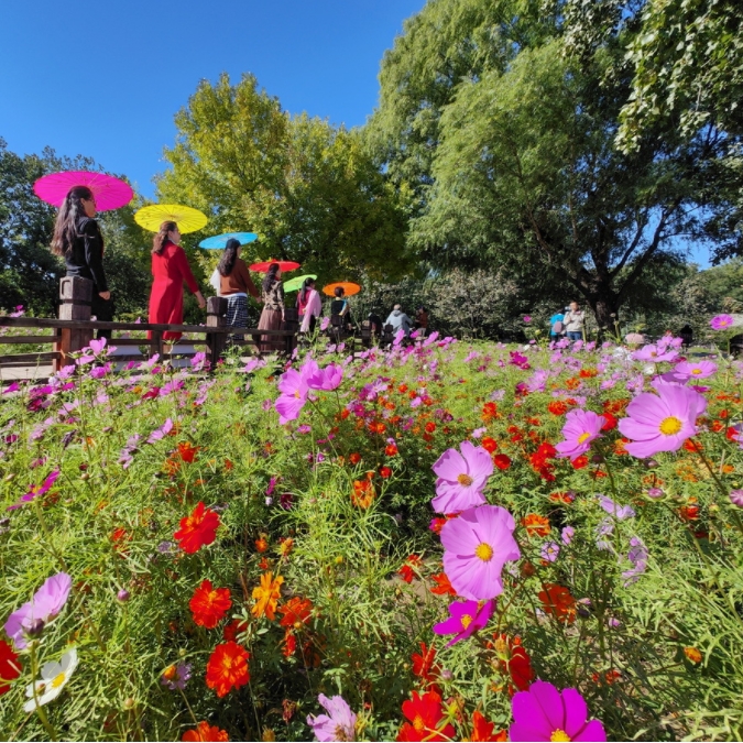 奧森公園五彩繽紛的波斯菊花海