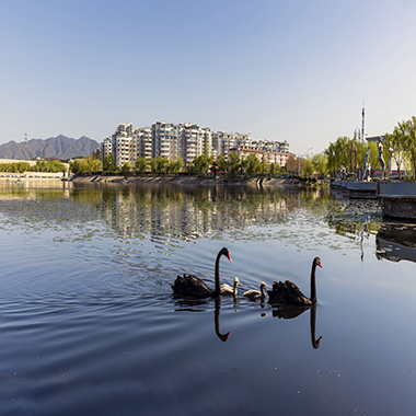 黑天鵝夫婦落戶懷柔 引民眾關注