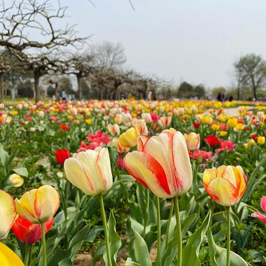 鮮花港的春天別樣風情