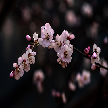 春滿明長城遺址公園
