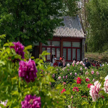 圓明園上演牡丹爭豔