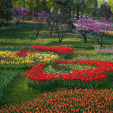 北京植物園春花爛漫時