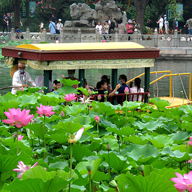 消夏避暑好去處 市屬公園遊園賞荷