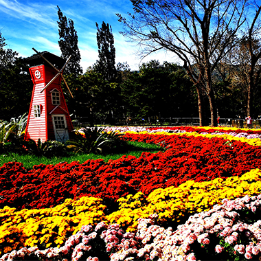 金秋十月萬畝菊花競相開放，踏秋賞菊正當季