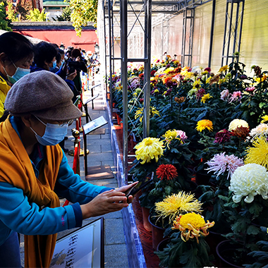金秋十月賞菊正當時，北海公園萬盆菊花齊亮相