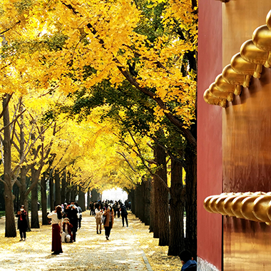 京城中的浪漫童話世界 銀杏大道美不勝收