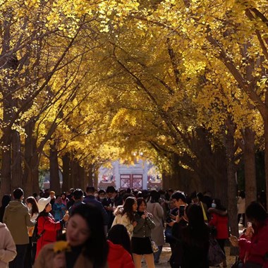 “銀杏傳情 美好生活”：地壇金秋銀杏文化節