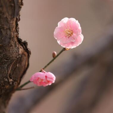 明城牆遺址公園的春天