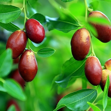 懷柔尜尜棗迎來豐收季