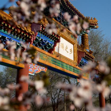 春花爛漫門頭溝 京西春景正當時