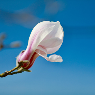 三月春風暖 嬌豔玉蘭開