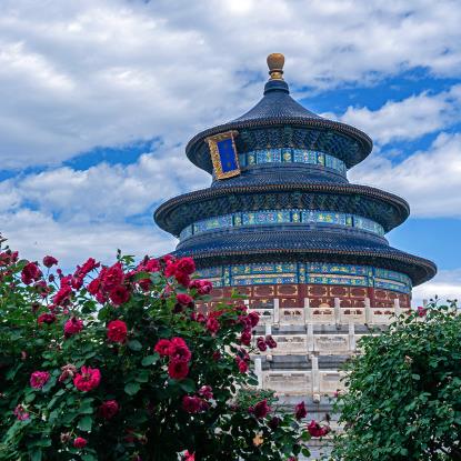 初夏時節 月季盛開香氣襲人