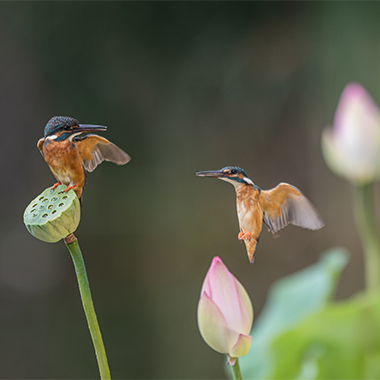 夏日荷塘鳥語花香