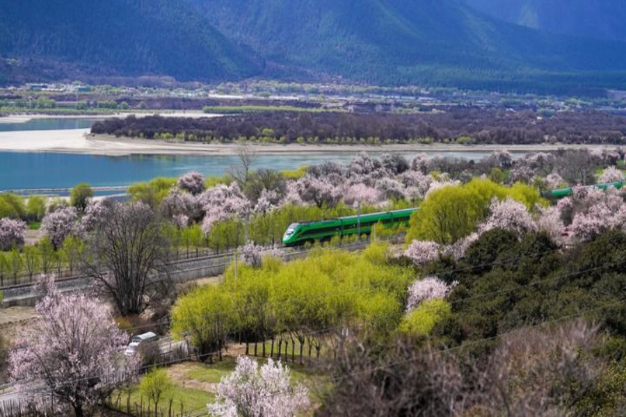 2025年4月2日,複興號列車穿行在拉林鐵路林芝段。 2025年4月2日,複興號列車穿行在拉林鐵路林芝段。