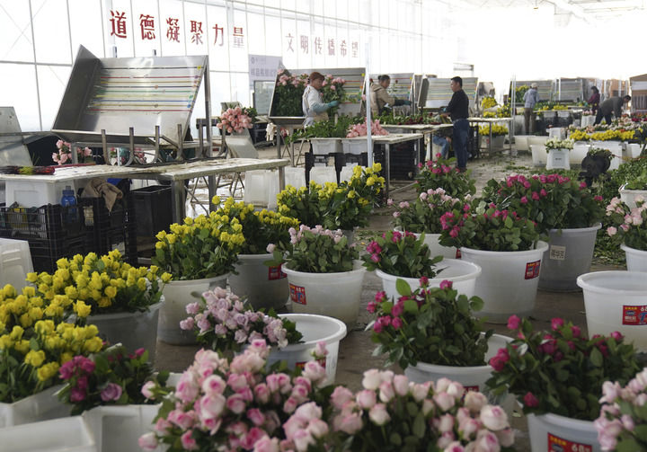 2025年3月24日,工人在雲南麗江現代花卉產業園包裝鮮花。 2025年3月24日,工人在雲南麗江現代花卉產業園包裝鮮花。